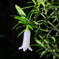 Gaertnera ternifolia Thwaites
